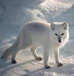 arctic fox